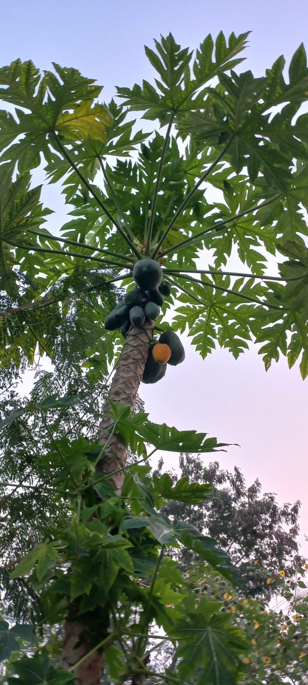 popaya seasonal fruits 